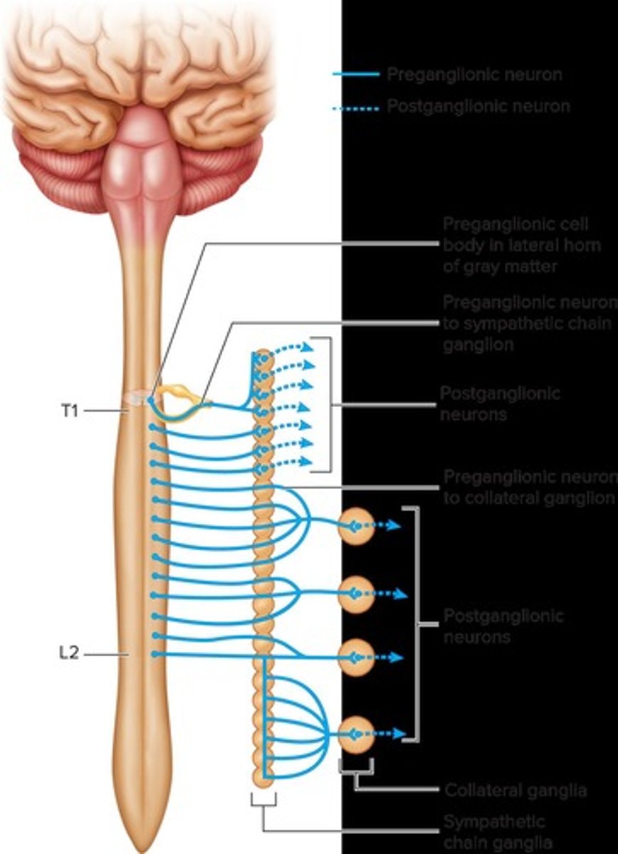 <p>Acetylcholine (ACh).</p>
