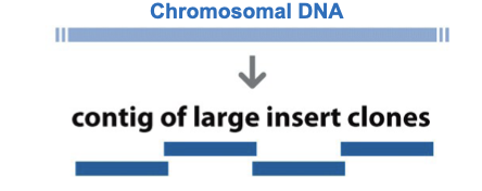 <p>ordering larger fragments</p>