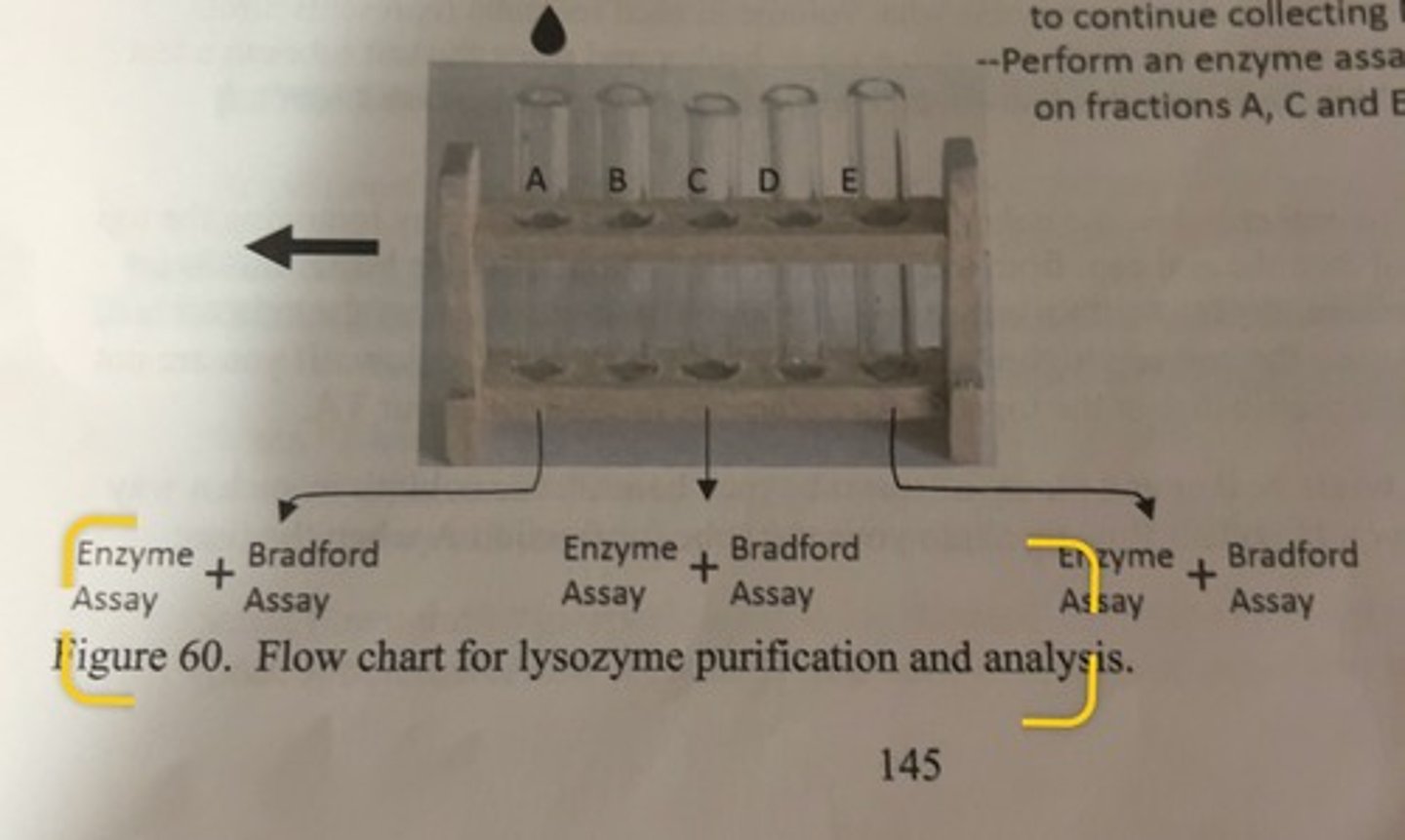 <p>-collect flow through in test tubes</p><p>-once you have collected 3mL in a test tube, shift the rack and continue collecting in the next tube until you have collected 6 fractions (A thru F).</p><p>-once fraction F is collected, return waste beaker to continue collecting NaCl and NaOH</p><p>-perform an enzyme assay and Bradford assay on fractions A, C and E.</p>