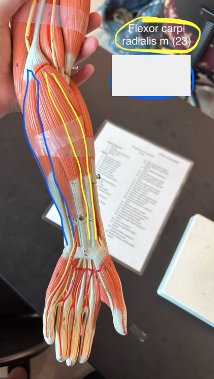 <p>Flexor carpi radialis muscle</p>