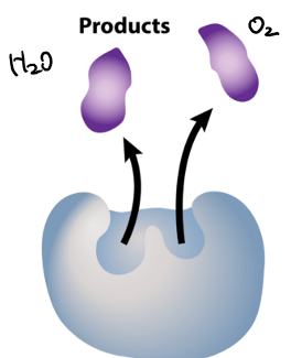 <p>what stage of the enzyme as catalyst is this? </p>