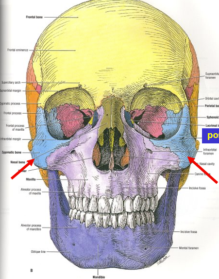 <p>What is in blue/pointed to by arrow</p>