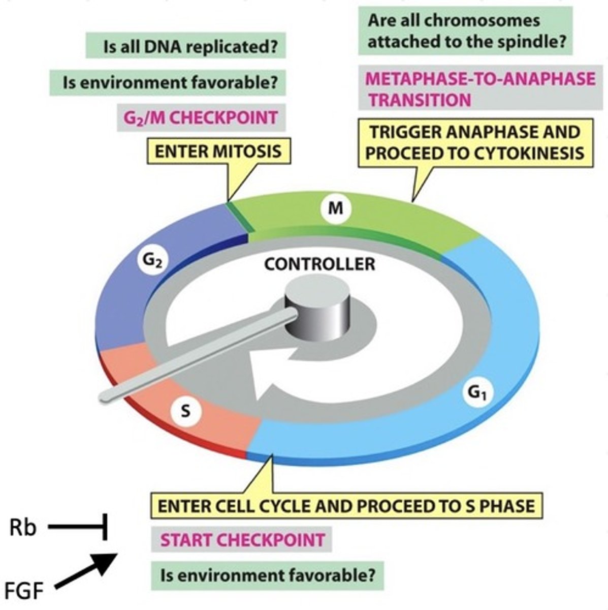 <p>That a cell does not enter mitosis unless needed</p>