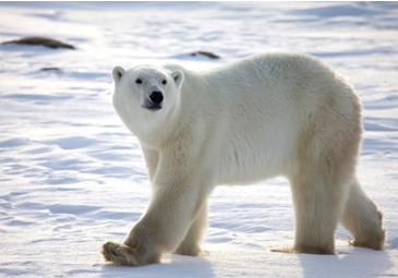 <p><span style="font-family: &quot;Times New Roman&quot;, serif;"><span>Polar bear</span></span></p>