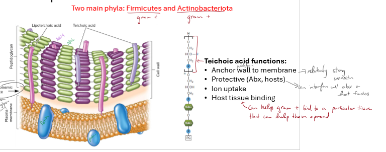 <ul><li><p>in gram positive cell walls</p></li><li><p>polymers covalently connected to peptidoglycan chains</p></li><li><p>extend from plasma membrane surface through peptidoglycan layer</p></li><li><p>present in gram positive bacteria</p></li><li><p>anchor peptidoglycan wall to membrane</p></li><li><p>protection against antibiotics and host immune response</p></li><li><p>perform ion uptake</p></li><li><p>can help bacteria bind to a bacteria tissue for spreading</p></li></ul><p></p>