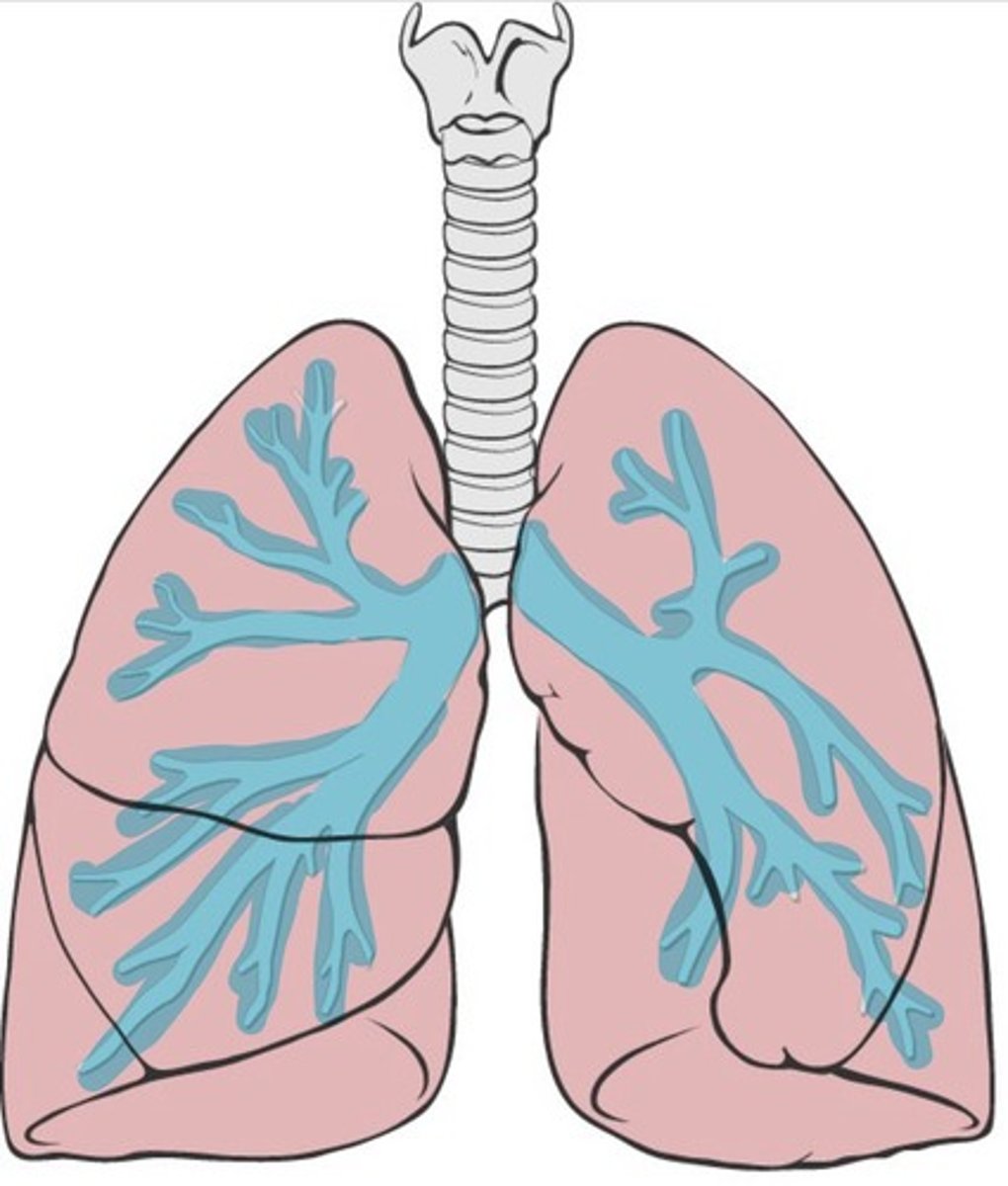 <p>Branches into the lungs</p>