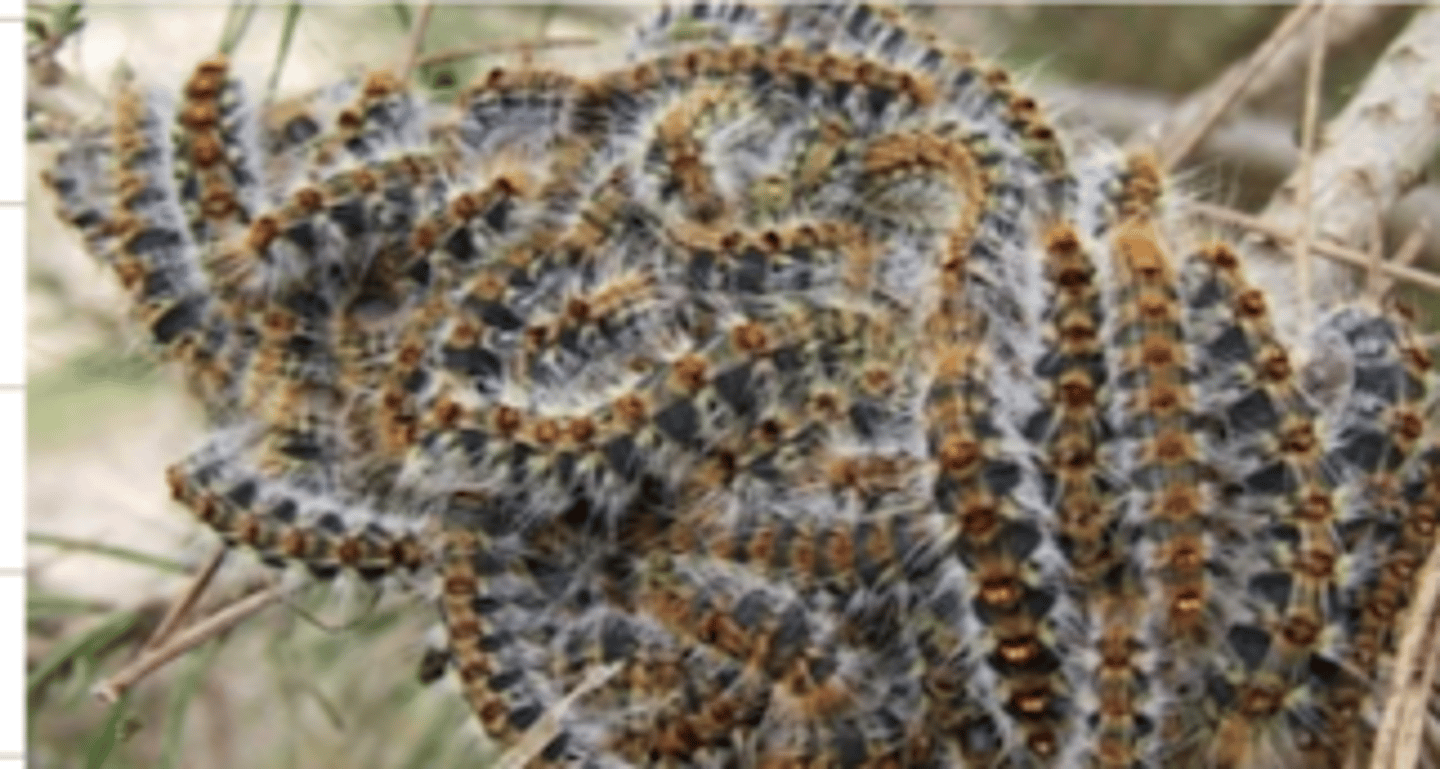 <p>what are these? what problem do they commonly cause in the animal?</p>