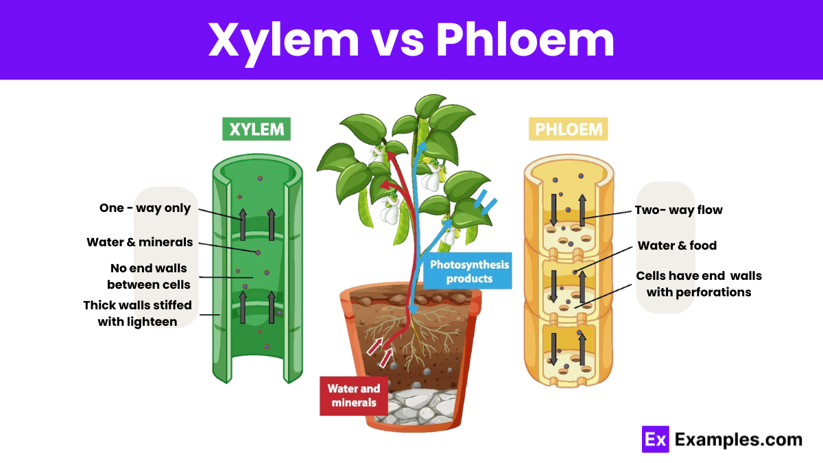 <p>The function of the xylem is to transport water and dissolved minerals from the roots upwards. It consists of dead cells, water movement is mechanical.</p>