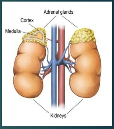 <p>medulla</p>