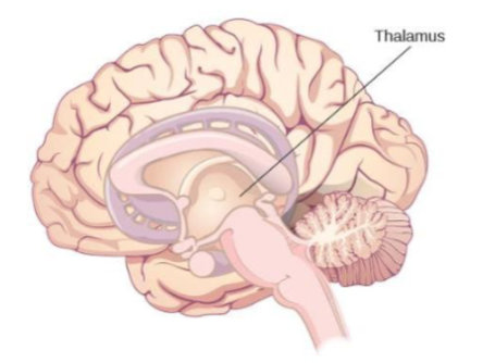 <p>Thalamus</p>