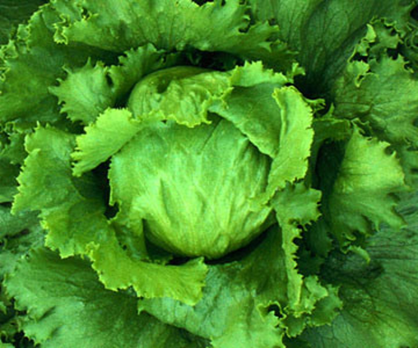 <p>lettuce</p>