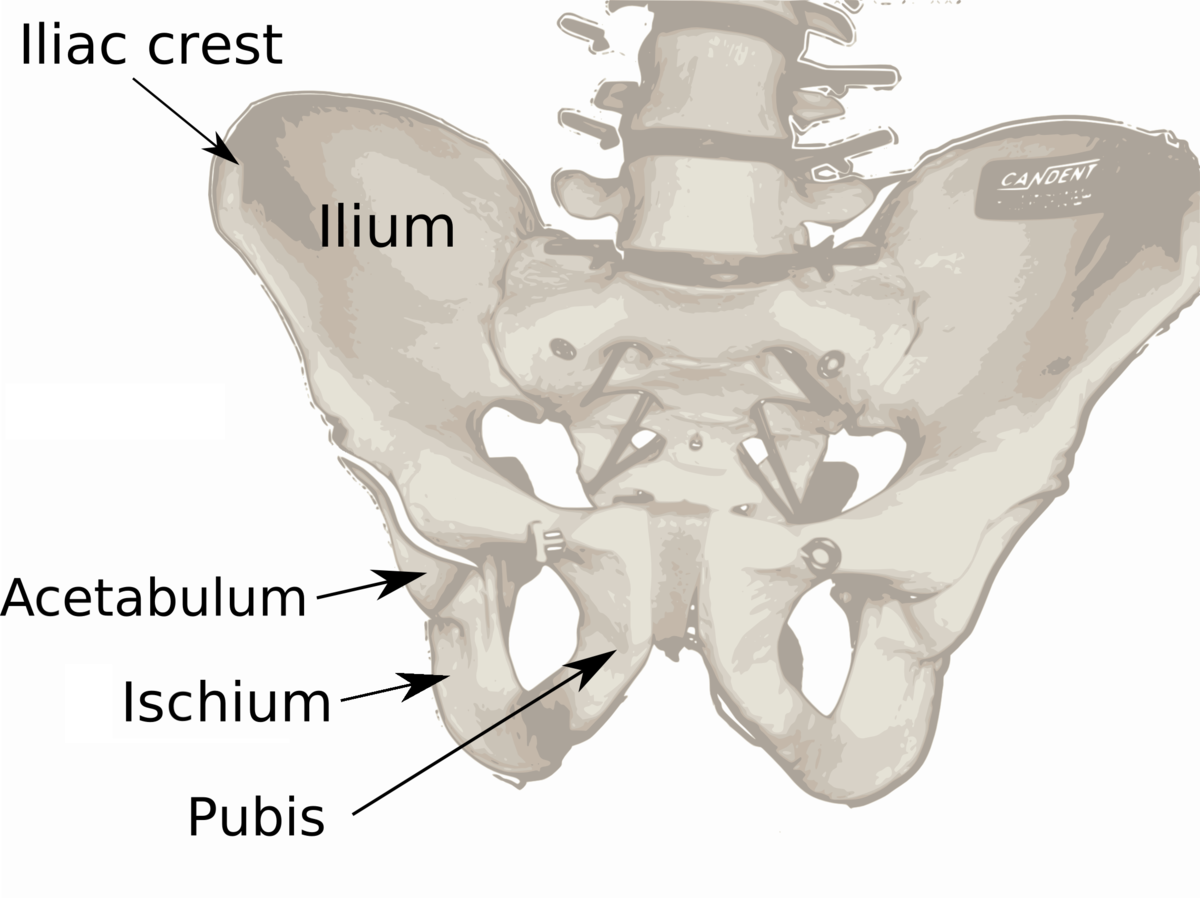 Top Pelvic bone