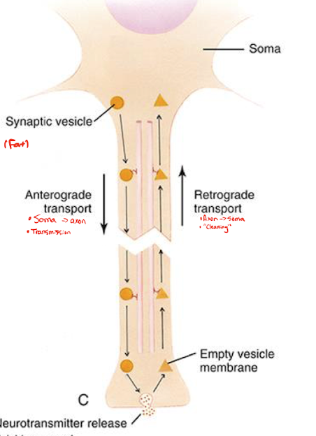 <ul><li><p><strong><u>Anterograde transport</u></strong>: movement of materials from the soma to the presynaptic terminal. </p></li><li><p><strong><u>Retrograde transport</u></strong>: movement of materials from the presynaptic terminal to the soma. </p></li></ul><p></p>