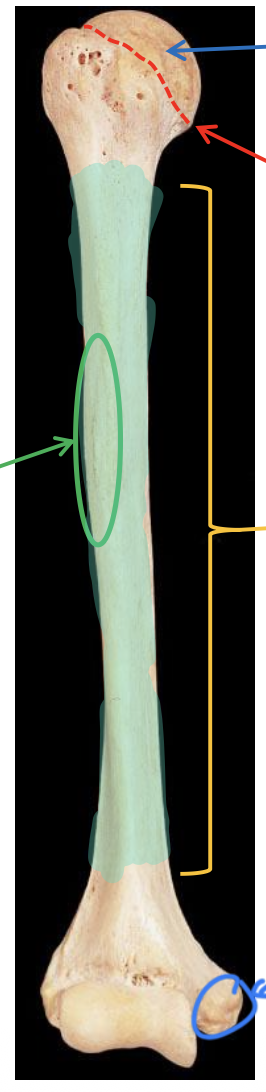 <p>Name the highlighted region.</p>