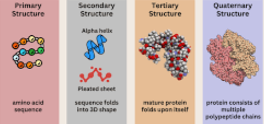 <p>These are large, complex molecules <strong>(macromolecules— a type of polymer), </strong>made of chains of amino acids <strong>(molecules that contain both an amino group -NH2 and a Carboxyl group -COOH, also with a side chain (R), however a loss of H20 due to dehydration synthesis—the -OH from the carboxyl group and the H from the amino group combine to form water)</strong> linked by peptide bonds. </p><p>They are essential for nearly every function in living organisms, including structural supports, transport <strong>(by binding to molecules and moving them where they’re needed)</strong> signaling <strong>(by detecting signals and passing them along to make the cell respond)</strong>, movement <strong>(Actin and myosin proteins in muscle cells slide past each other to make muscles contract, and _______ also help move organelles or vesicles inside cells along cytoskeleton tracks)</strong>, an catalyzing reactions as enzymes.</p><p>Each protein’s structure— primary <strong>(sequence of amino acids)</strong>, secondary <strong>(alpha-helices and beta-sheets)</strong>, tertiary <strong>(3D folding</strong>), and quaternary <strong>(multiple polypeptide chains)</strong>— determines its function, and even small changes in structure can affect activity.</p><p>Proteins are polar and nonpolar depending on the side chains of their amino acids, which affects how they interact with water and other molecules.</p><p>They are formed through dehydration synthesis and broken down by hydrolysis, allowing cells to build or recycle them as needed.</p><p>Overall, proteins are vital because their structure and chemical properties enable them to perform the wide range of tasks required for life.</p><p>MADE OF CHON sometimes S</p>