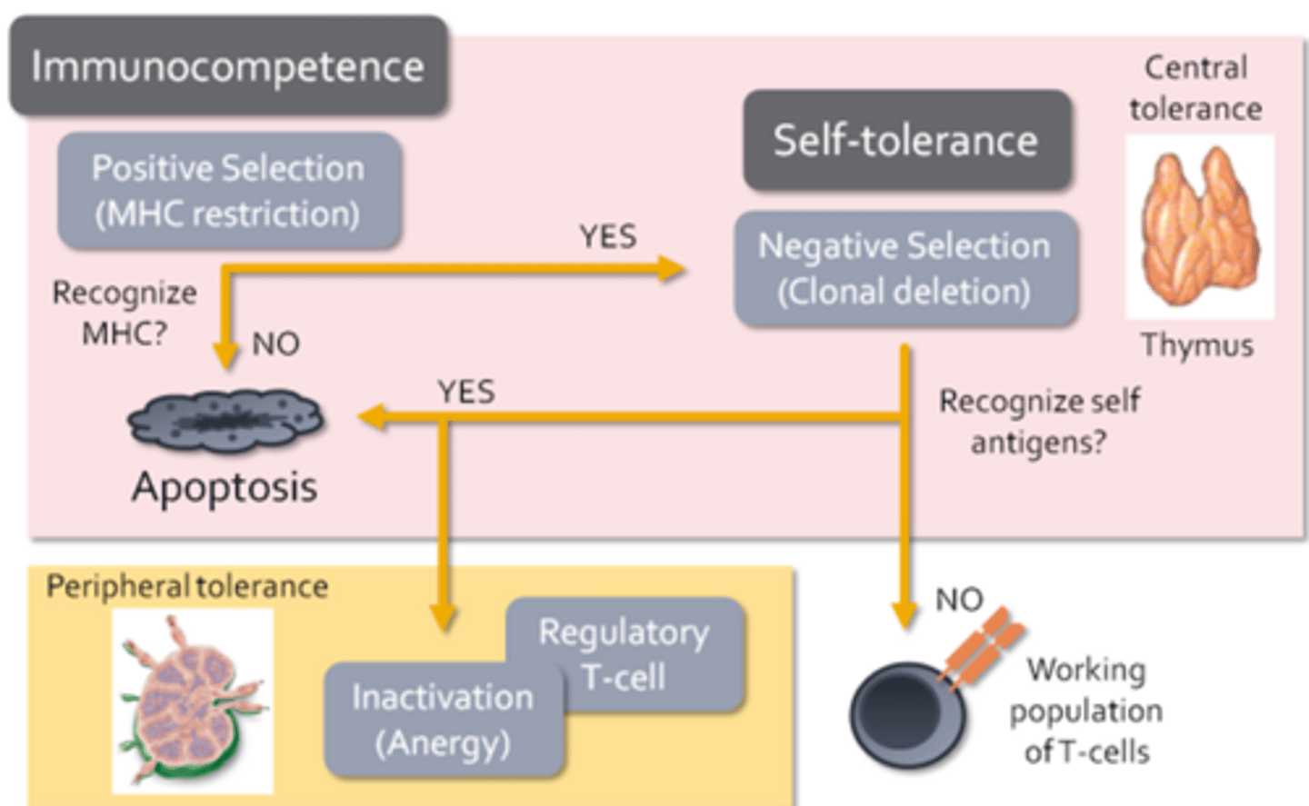 <p>- T-cell development begins with positive selection or MHC restriction </p><p>- Only T-cells that express T-cell receptors capable of interacting with self MHC molecules present on thymic cells are allowed to develop</p><p>- If a T-cell cannot bind to MHC, then it cannot communicate with other immune cells and is completely useless (dead weight)</p><p>- T-cells unable to interact with MHC during its stint at thymic university, it will receive a strong signal to undergo apoptosis </p><p>- T-cells that survive positive selection now undergo negative selection or clonal deletion </p><p>- During this process, specialized thymic epithelial cells present self-antigens to developing T-cells in the context of MHC</p><p>- T-cells that bind strongly to self antigens undergo apoptosis within the thymus, while T-cells that do not bind self antigens are allowed to migrate to the secondary lymphoid tissues where they contribute to the working population of T-cells</p><p>- Ensures that immunocompetent lymphocytes are allowed to develop and form a self-tolerance known as central tolerance </p><p>- Regulatory T-cells = Function to suppress immune responses directed against self-antigens (when autoreactive T-cells escape negative selection)</p><p>- Anergy = When autoreactive T-cells may be inactivated </p><p>- Activation of T-cells requires additional signals from other immune cells, which are not present unless the immune system is actively employed in fending off an infection </p><p>- Peripheral tolerance = The development of regulatory T-cells and the induction of anergy (adaptive cells are regulated in the secondary or peripheral lymphoid tissues)</p>