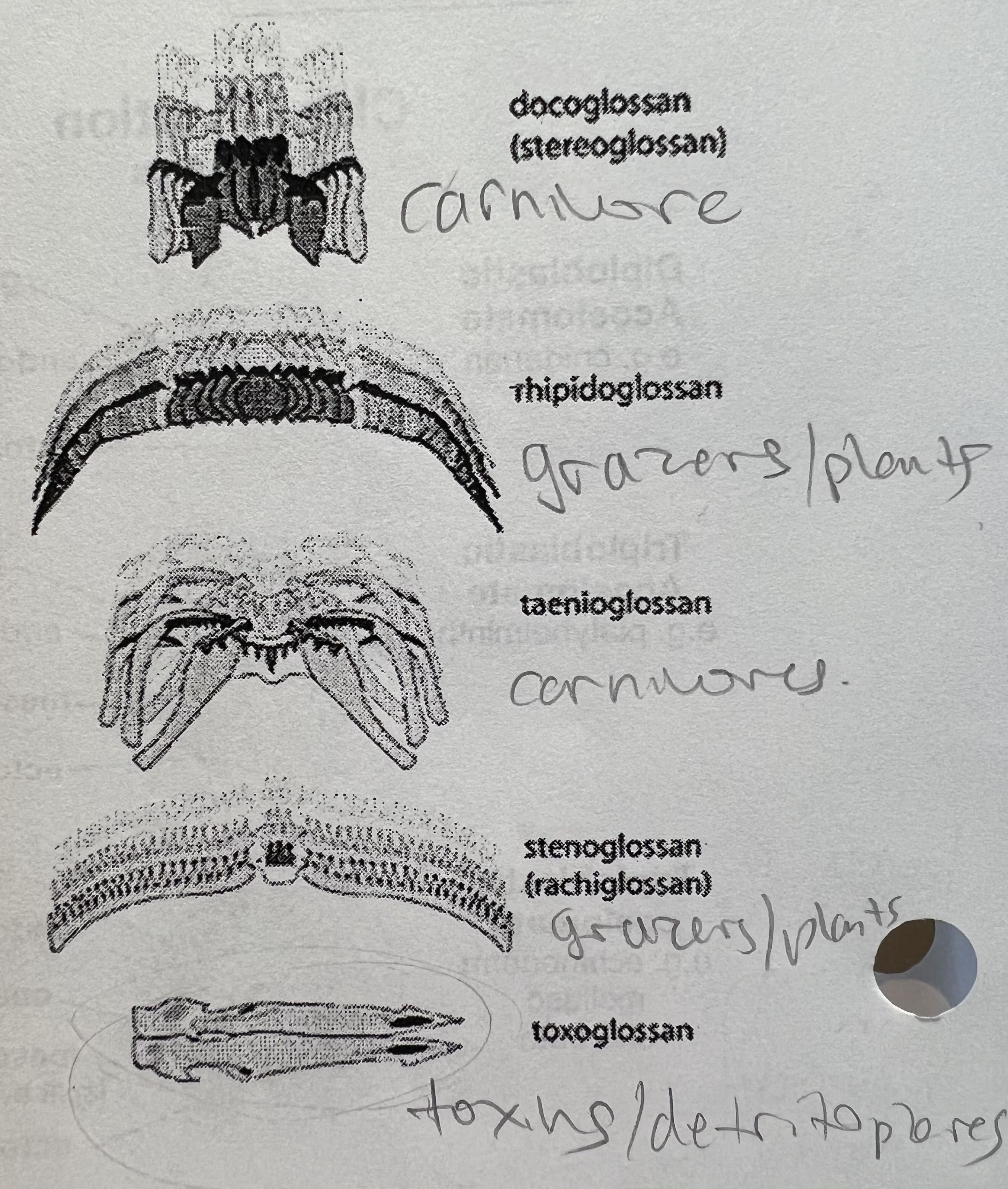 <p>radula feeding (3)</p>