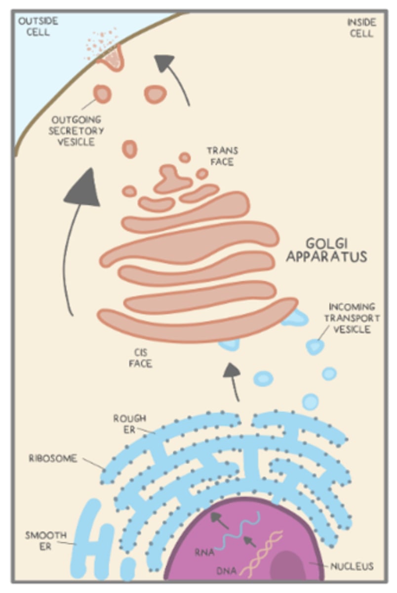 <p>cis-face of the Golgi</p>
