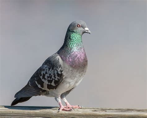 Grey with white rump, **extremely variable plumage, pink legs.** Males and females similar.