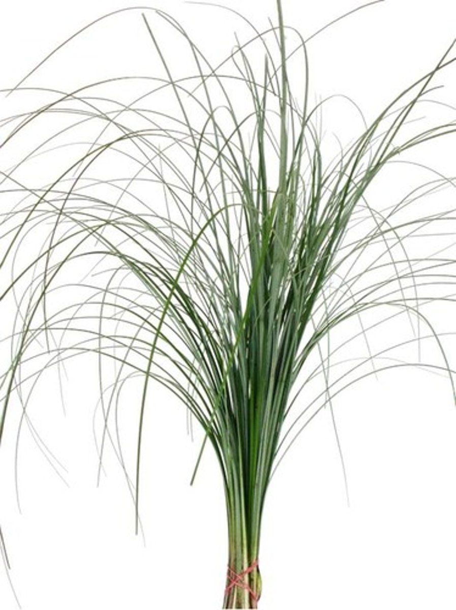 <p>Bear Grass; Line</p>