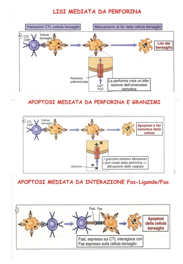 <p>Nei granuli presentano perforina e granzima rilasciati quando cd8 viene attivata. La perforina con alta concentrazione di calcio va a polimerizzare sulla membrana della cellula bersaglio creando dei pori che innescano la lisi per osmosi e permettono il passaggio dei granzimi che attivano caspasi e portano alla morte per apoptosi. Inoltre cd8 esprime il Fas-ligando che stimola il recettore Fas che porta la cellula esprimente Fas ad apoptosi (quasi tutte le nostre cellule esprimono Fas).</p><p></p>