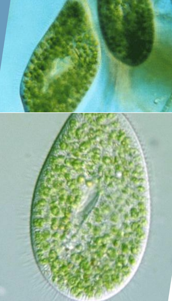 <p>Symbiotic green</p><p>algae (Zoochlorella)</p><p>Shape: Rotund</p><p>Size: 100-150μm</p>
