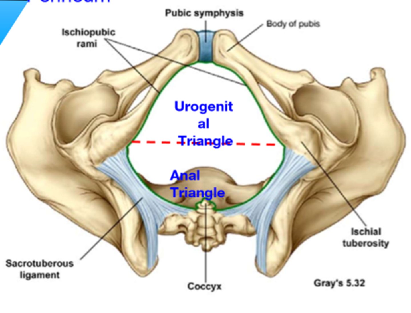 <p>The perineum is the region below the pelvic diaphragm, and it is divided into the <strong>urogenital triangle</strong> and the <strong>anal triangle.</strong></p>