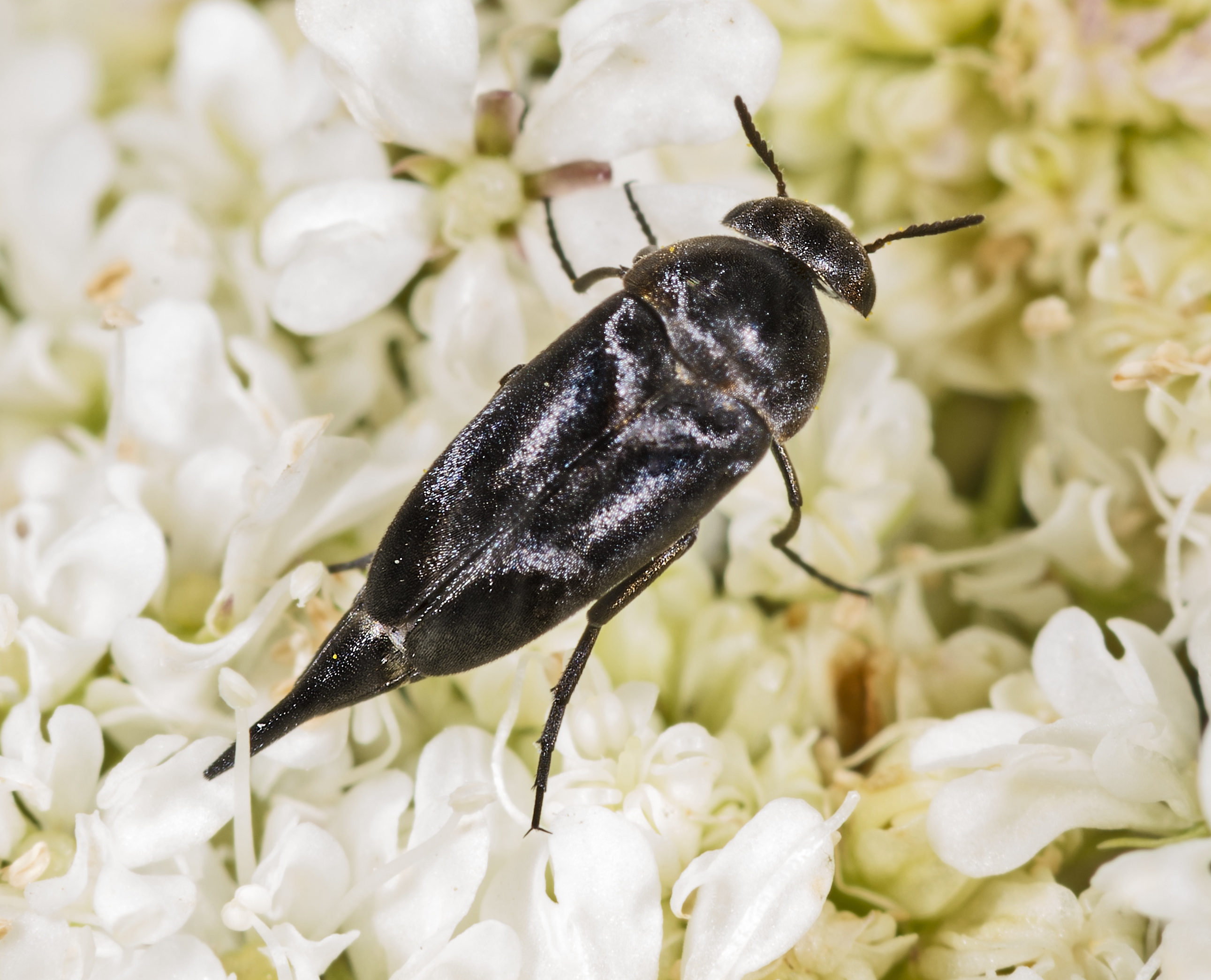 <p>tumbling flower beetles (Stachelkäfer)</p><p>have abdominal tip which aids them in performing tumbling movements</p>