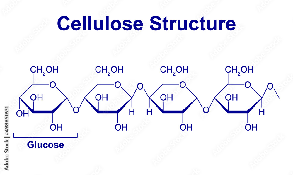 <p>In cellulose, every other glucose monomer is “upside down” </p>