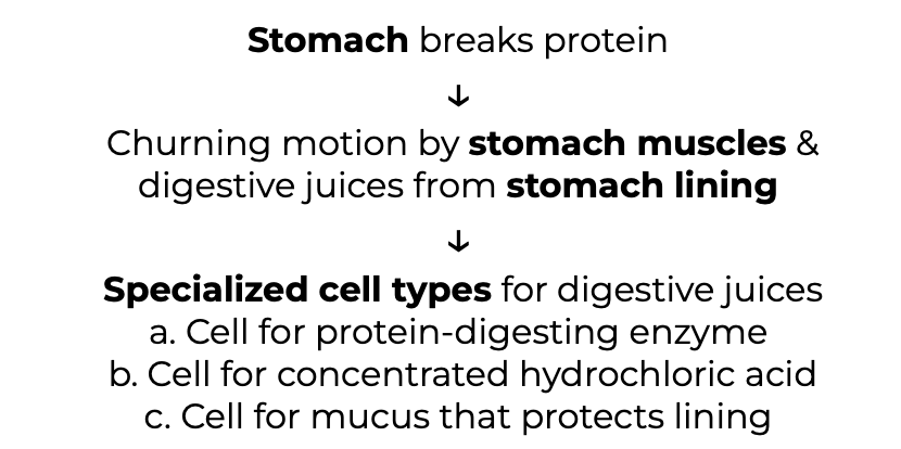 Hierarchical Organization of Body Plans
● Many organs have ___ than one physiological role
○ Pancreas produce ______ for the digestive system and regulate ____ level in the blood for the endocrine system

● Viewing the body’s organization from bottom-up (cells to organ system) reveals ________ properties, top-down view of the hierarchy reveals multilayered basis of ___________

● Organ systems include specialized organs made of specialized tissues and cells
○ Top-down view of human digestive system: