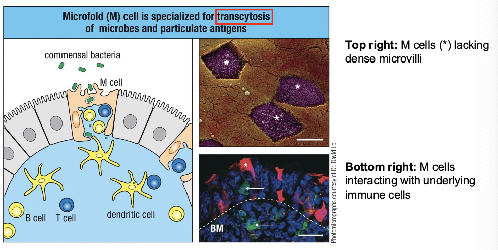 <p>take up commensal bacteria, pathogens, and particles from the gut lumen</p><p>transport (transcytose) them across the epithelium</p><p>deliver ags directly to B cells, T cells, and DCs in the subepithelial dome</p><p>enable rapid initiation of mucosal immune response</p>