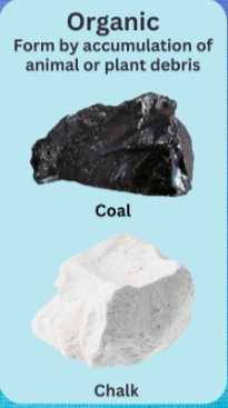 <p>Biological origin: this group includes rocks whose origin is linked directly or indirectly to the intervention of living organisms present in the sea</p>