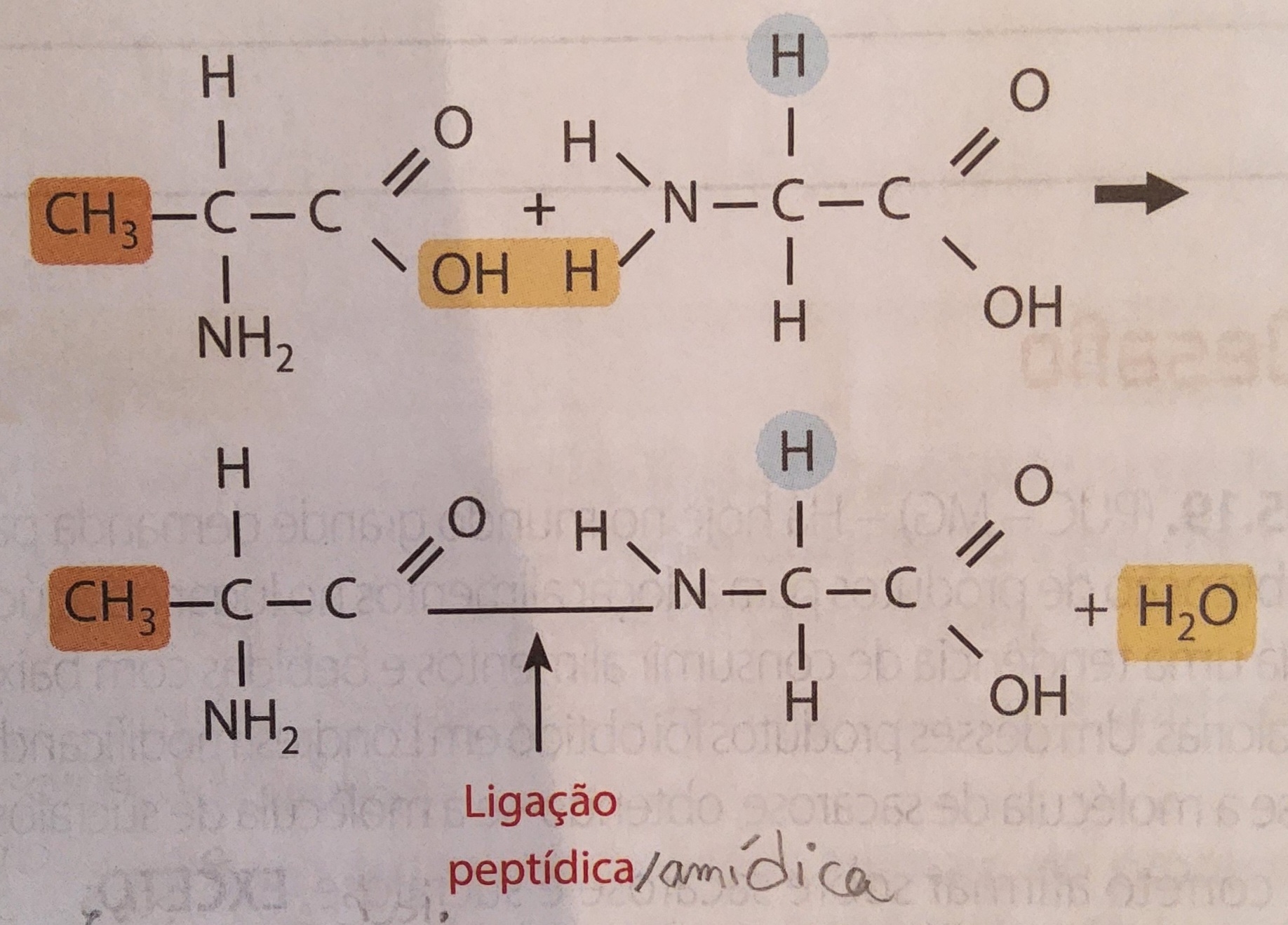 * macromolécula
* formada pela reunião de muito aminoácidos
* polipeptídio
  * aminoácido + aminoácido = peptídeos (ligação peptídica/amídica)
  * número de ligações é um menor do que o número de aminoácidos