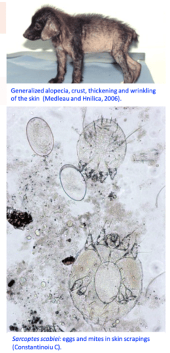 <p>Clinical signs (intense pruritus, alopecia, crusts, location of the lesions) and history (contact with other dogs, visits to kennels, owners affected etc);</p><p>Skin scrapings: detection of mites, eggs or faeces:</p><p>- Primary scraping sites: ear margins, the elbows, or the hocks (deep scrapings);</p><p>- Finding a mite, an egg or faeces is diagnostic, not finding does not exclude the disease;</p><p>Response to treatment;</p>