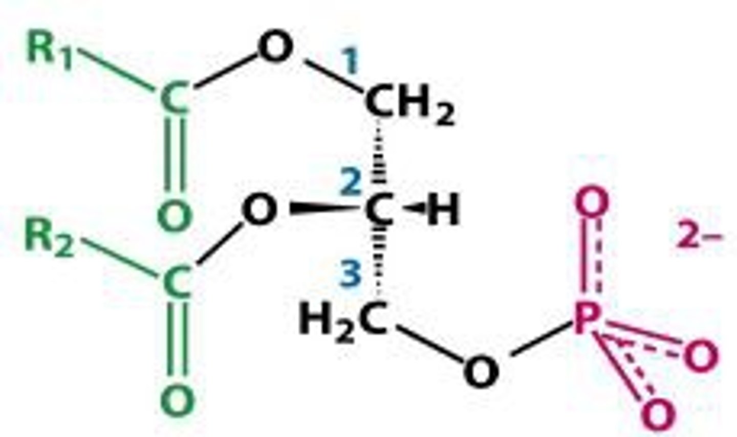 <p>most simple FA <br>induce negative membrane curvature</p>