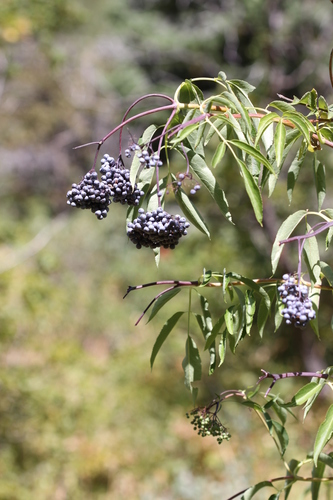 <p>Compound leaves, opposite, serrated</p><p>umbel inflorescence, small white flowers</p><p>fruit is a blue, berry</p><p>Yellow fab flowers</p>