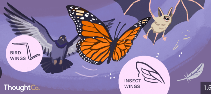 <p>body parts in different species that serve similar functions<span><span> but have evolved independently, without a common ancestor.</span></span></p>