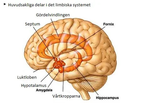 <p>Limbiska systemet - Reptilhjärnan</p>