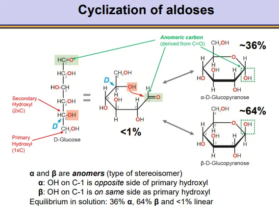 <ul><li><p>a <strong>hydroxyl </strong>from the bottom of the molecule can <strong>attack </strong>the <strong>carbonyl </strong>at the top of the molecule <strong>nucleophilically </strong>to produce <strong>pyranoses and furanoses</strong></p></li><li><p>in <strong>aldoses</strong> this produces a <strong>hemiacetal </strong>around the anomeric (previously carbonyl) carbon</p></li><li><p>this occurs preferentially by a <strong>secondary </strong>hydroxyl, because they are more <strong>reactive </strong>than primary hydroxyls</p><ul><li><p>when the D-enantiomer is used, the CH<sub>2</sub>OH will point up</p></li></ul></li><li><p>this will produce <strong>anomers</strong>, depending on whether the <strong>hydroxyl </strong>on the <strong>anomeric </strong>carbon points <strong>down </strong>(<strong>alpha</strong>-opposite the CH<sub>2</sub>OH) or <strong>up </strong>(<strong>beta</strong>- same side as the CH<sub>2</sub>OH)</p></li><li><p>the ring closing is <strong>reversible </strong>and the ring can close into either form, so an equilibrium exists between the two forms</p></li><li><p><strong>in water the equilibrium leans towards the beta anomer</strong> (hydroxyl groups in equatorial position in the pyranose chair conformation)</p></li></ul><p></p>