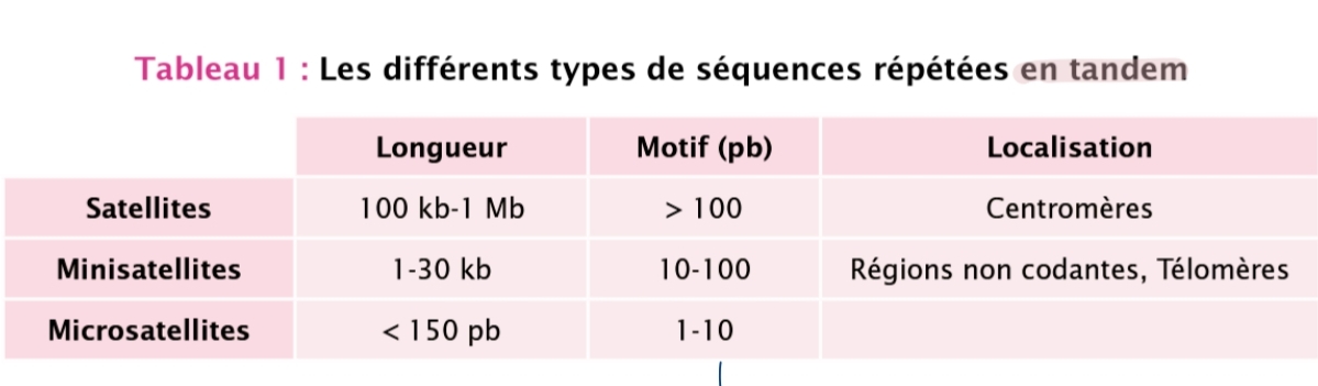 <p>î génome est d'ADN répétitif entrecoupé par <br>de l'ADN à copie unique</p><p class="has-focus">classé:</p><ol><li><p class="has-focus">microsatellite</p></li><li><p class="has-focus">minisatellite</p></li><li><p class="has-focus">satellite</p></li></ol><p class="has-focus">=> toto répété en tandem</p><ol start="4"><li><p class="has-focus">élément transposable (LINE/SINE)</p></li></ol><p class="has-focus">=> répété dispersé</p><p></p>