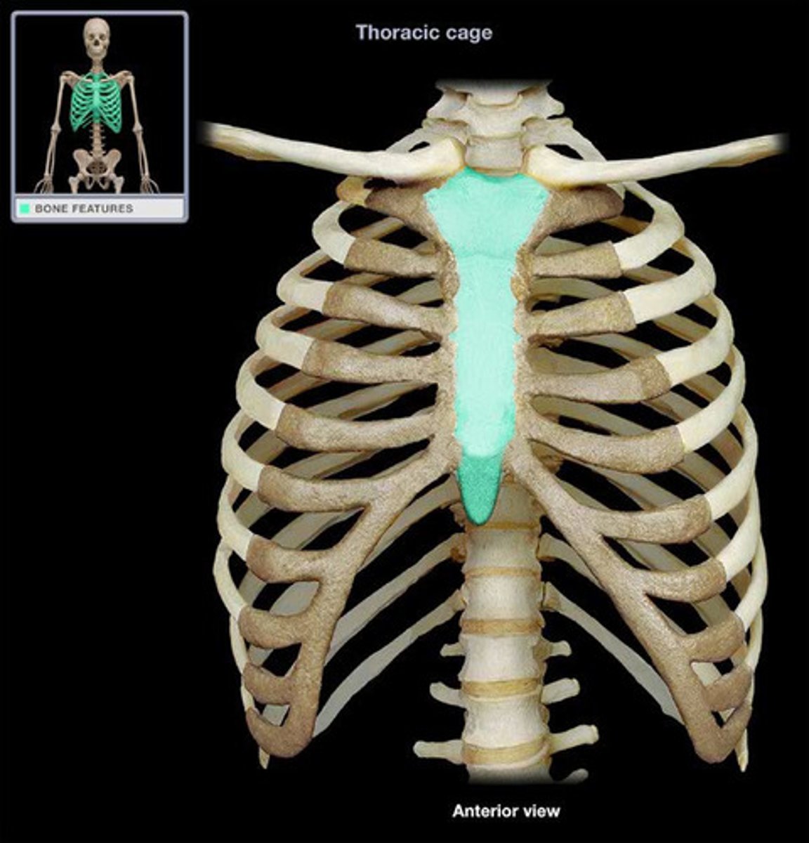 <p>Flat bone that makes up the medial portion of the chest. Ribs articulate into the sternum.</p>