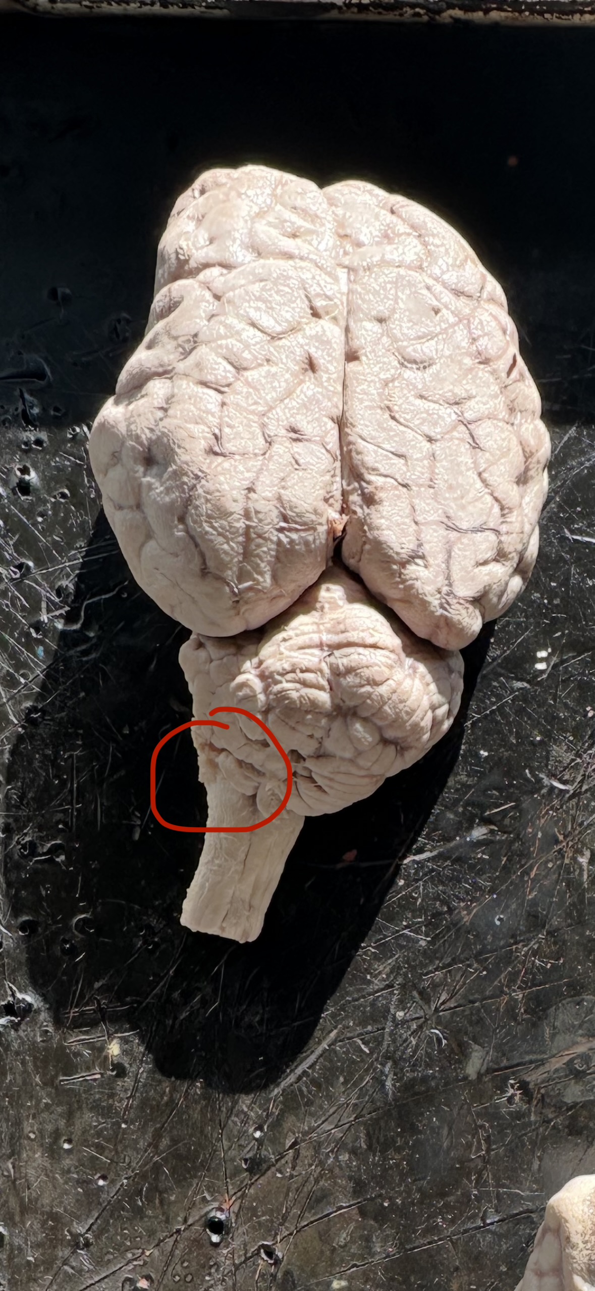 knowt flashcard image