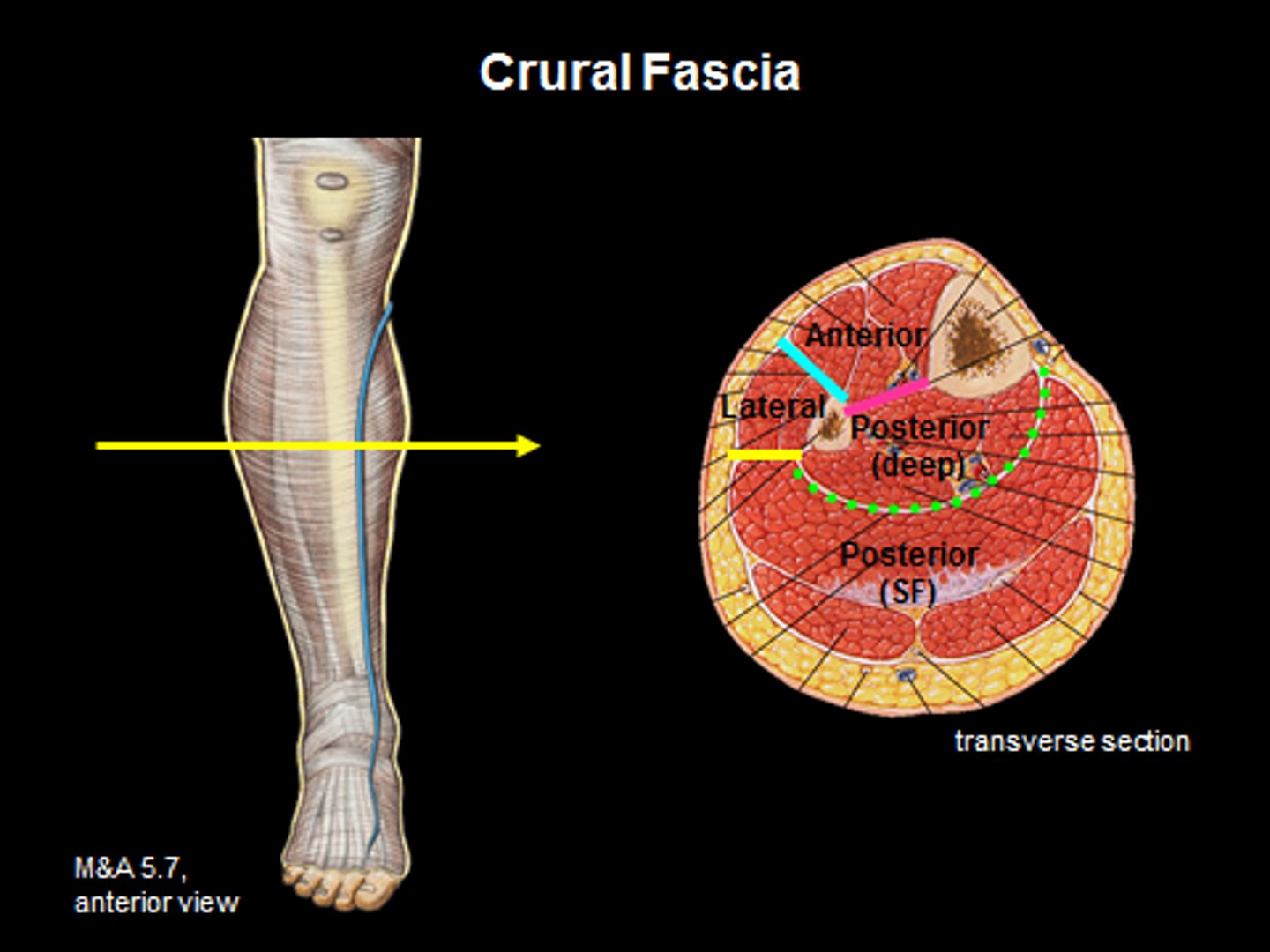<p>fascial systems that enclose muscles in compartments</p>