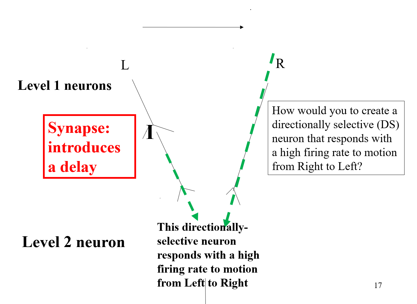 <p>Barlow and Hill found that ganglion cells in the rabbit responded well to motion. When you introduce a second neuron, you will have a delay because they are directly selective. In primates, the directionally selective neurons are found in V1, and in Area MT, there is a center surrounding organization, meaning these cells respond best to motion moving in opposite directions. A stimulus moving from left to right delivers a big input to our level 2 neurons. The level 2 neurons respond better to motion from left to right than to motion from right to left.</p>