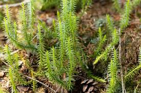 <p>true roots</p><p>true stems</p><p>true leaves</p>