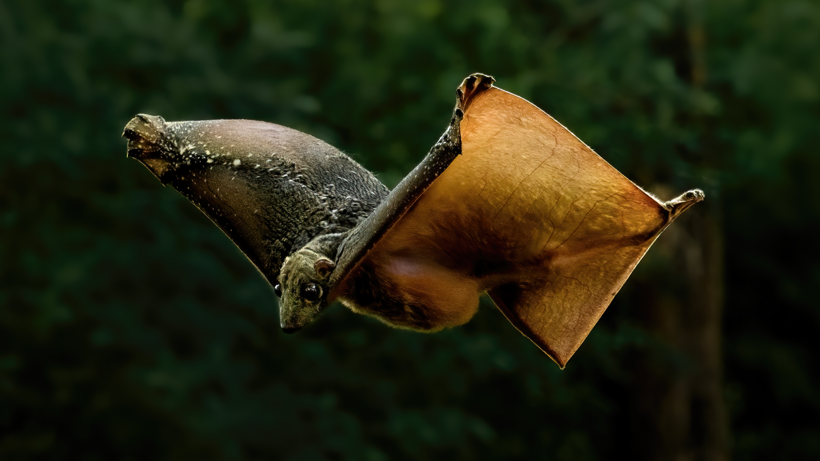 <p>Colugos</p><ul><li><p><span style="background-color: transparent;"><span>gliders (glissant), extensive patagium (flap of skin). Long clawed feet, keeled sternum, lower incisors are procumbent and pectinate</span></span></p></li><li><p><span style="background-color: transparent;"><span>Ecology: Single young, altricial. Very efficient gliders up to 100m. Generalist folivores, solitary, pectinate incisors for scraping food and grooming.&nbsp;</span></span></p></li><li><p><span style="background-color: transparent;"><span>Conservation: threatened due to habitat loss</span></span></p></li><li><p><span style="background-color: transparent;"><span>Economy: hunted for fur and food</span></span></p></li></ul><p></p>