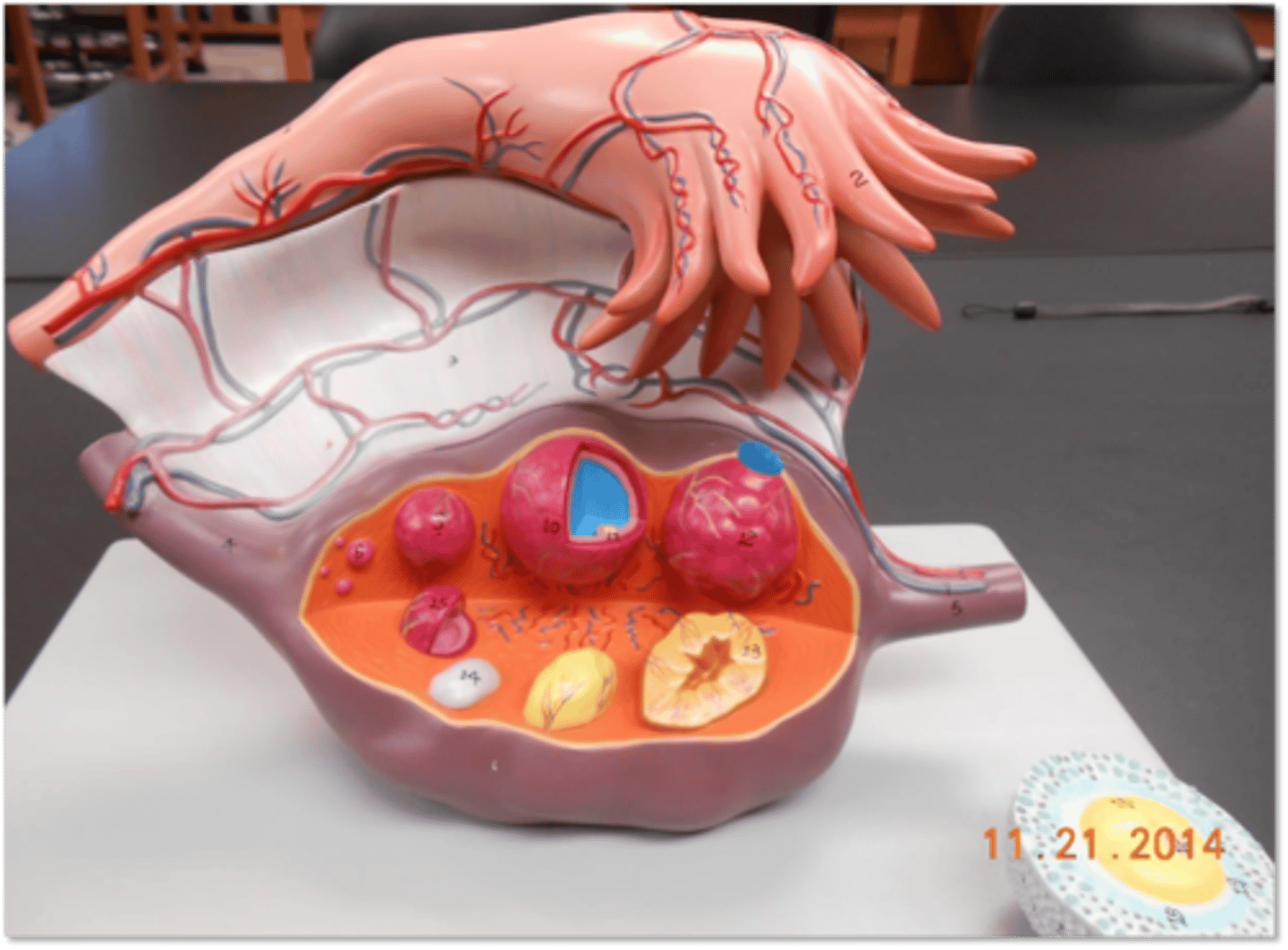 <p>10 (in middle)</p>