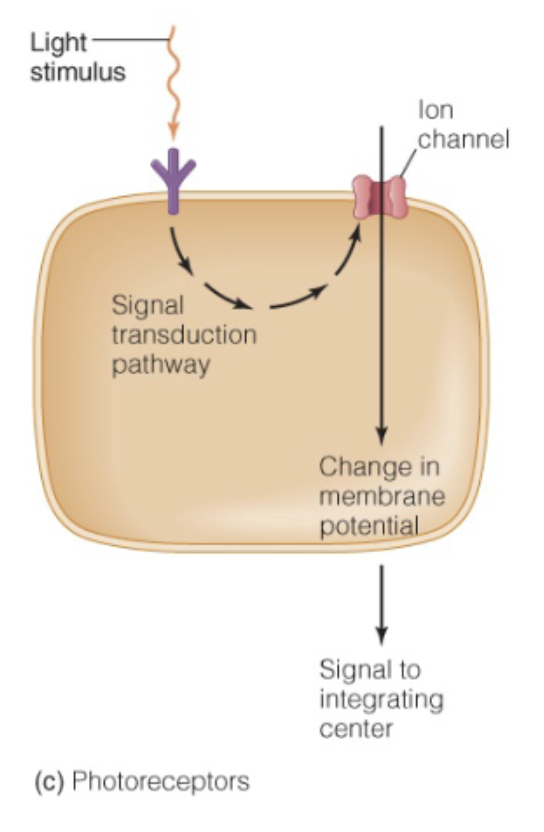<ul><li><p>Light stimulus</p><ul><li><p>Specific receptor - photoreceptor</p></li></ul></li><li><p>Opens ion channel</p></li><li><p>Leads to generator potential</p></li><li><p>Sends message to integrating center</p></li><li><p>Response</p></li></ul><p></p>