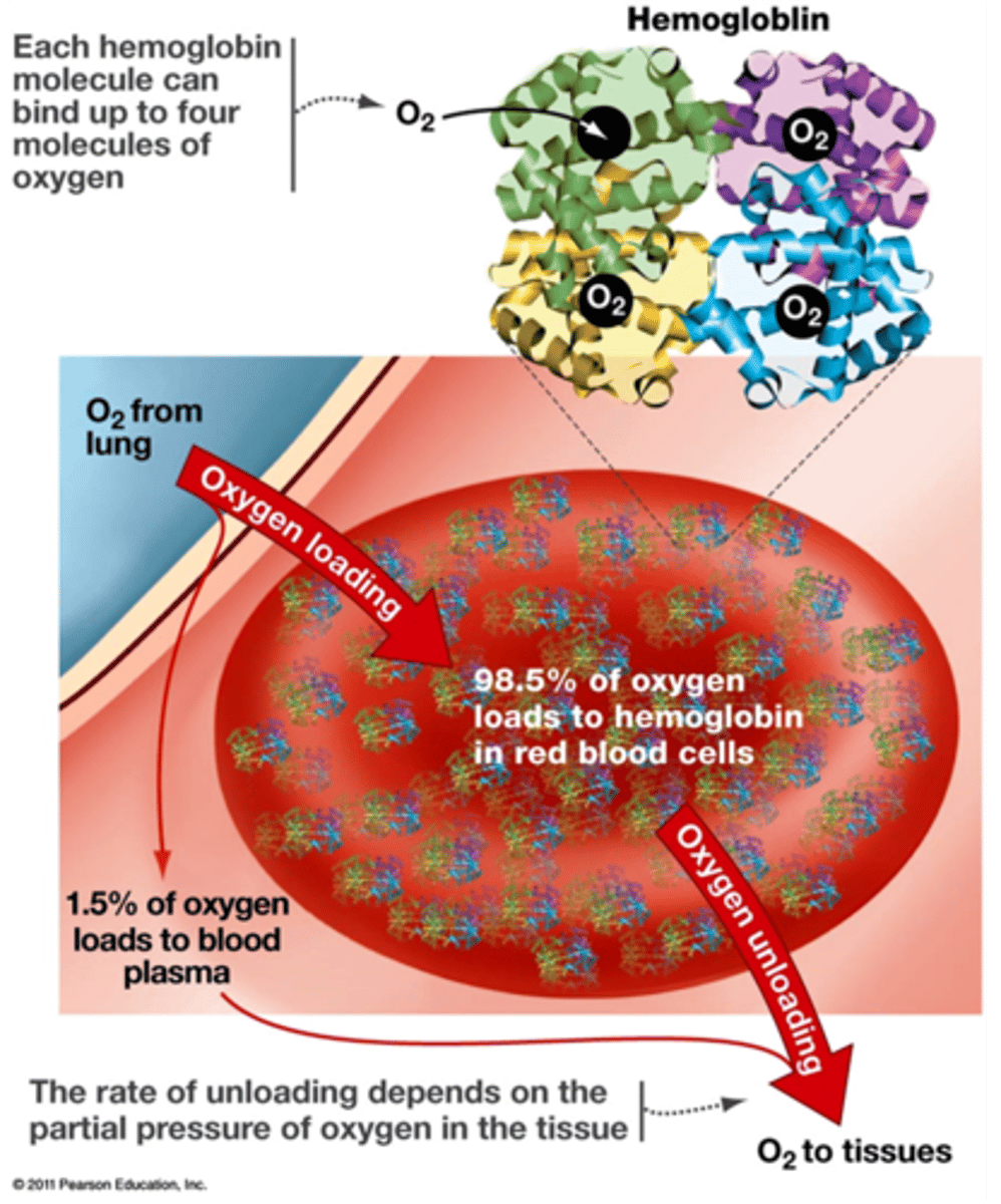 <p>Binds four oxygen molecules and then moves them around the body through the blood stream.</p>