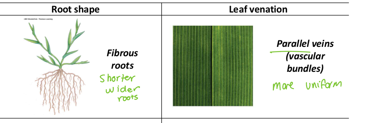<p>this mono or dicot plants</p>
